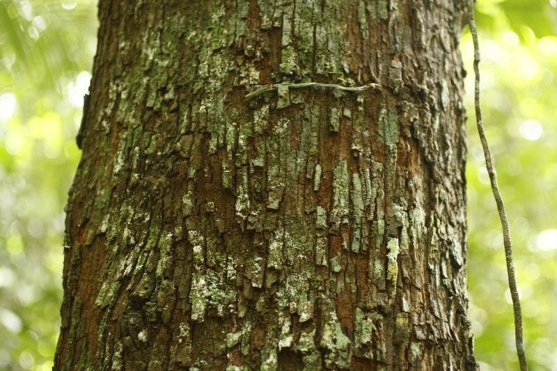 Pouteria bilocularis bark