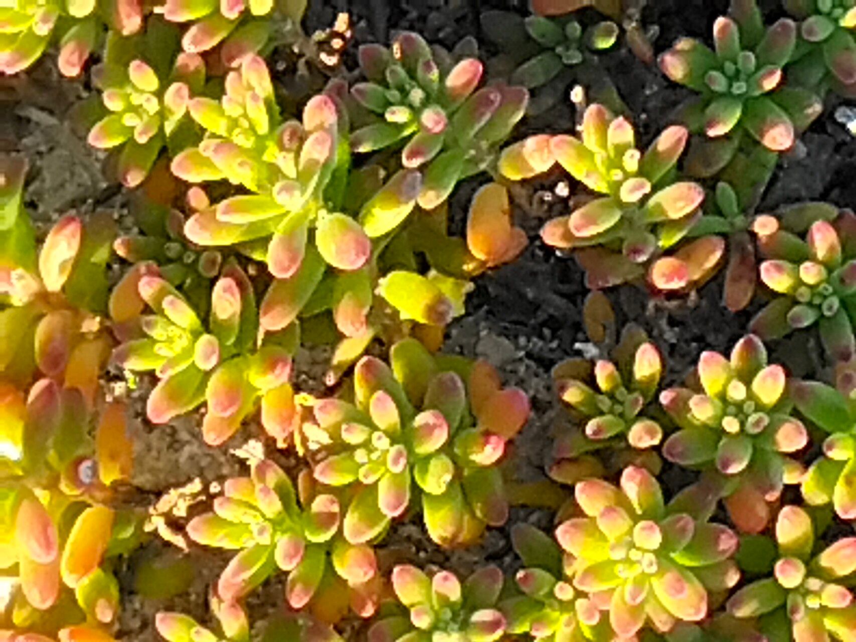Tetragonia fruticosa leaf