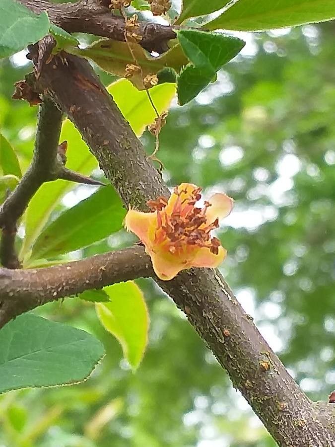 Chaenomeles cathayensis flower