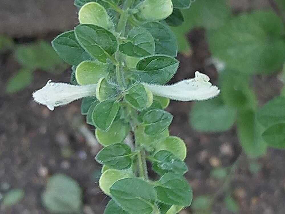 Scutellaria rubicunda flower