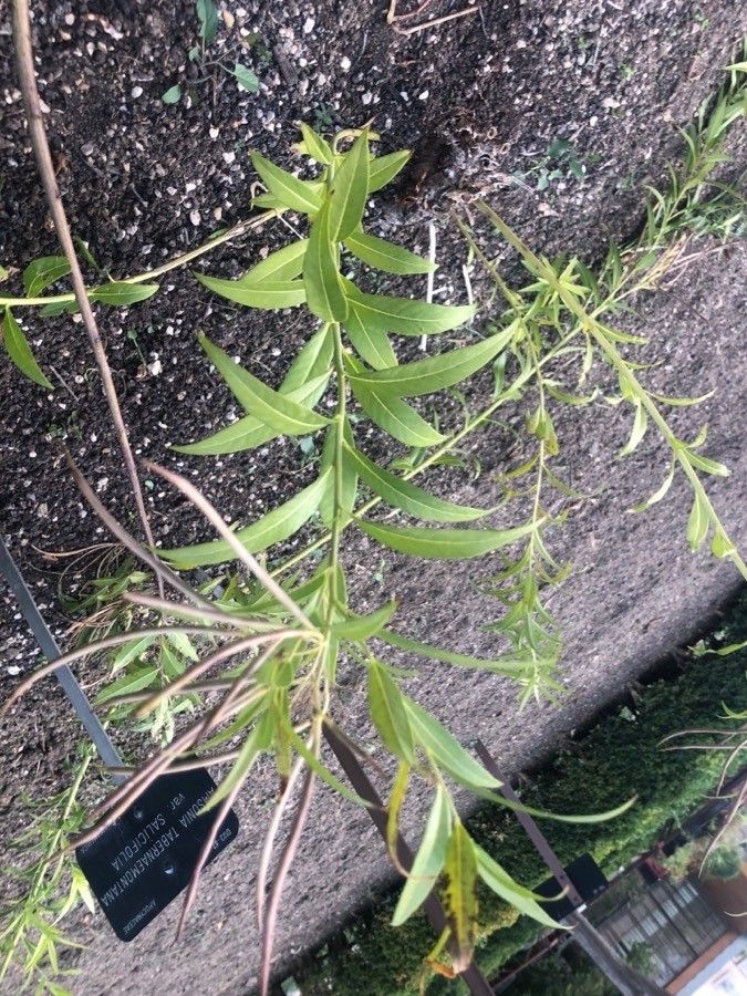 Amsonia tabernaemontana leaf