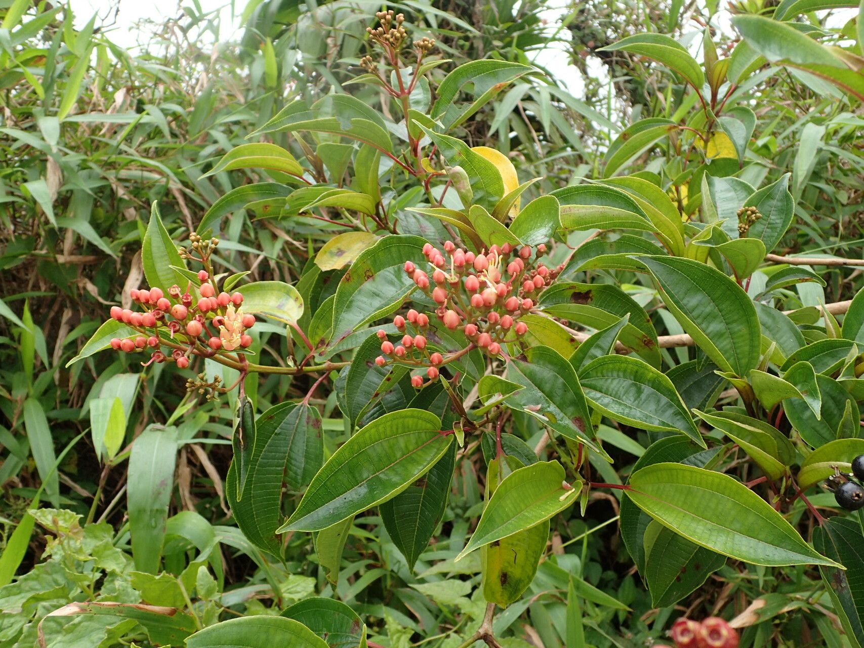 Miconia purpurea other