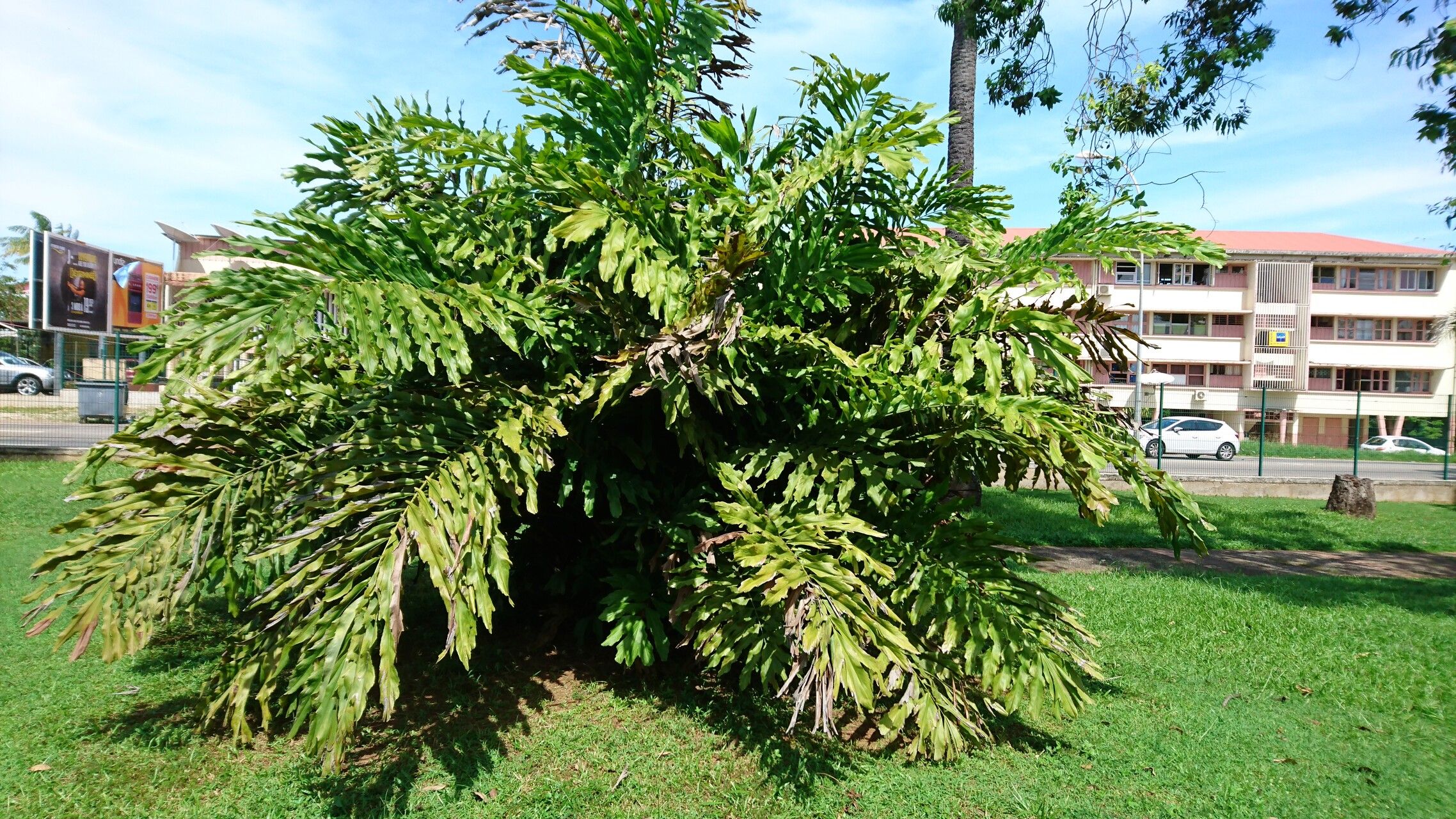 Arenga brevipes habit
