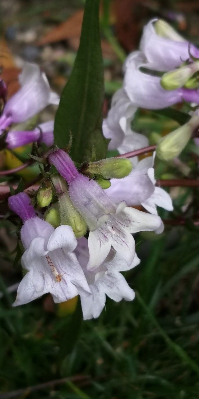 Penstemon laevigatus flower