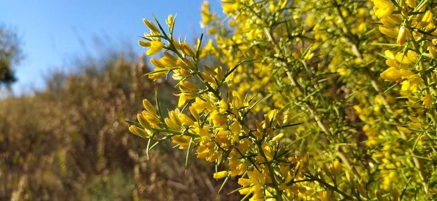 Ulex parviflorus leaf