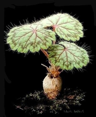 Pelargonium barklyi leaf