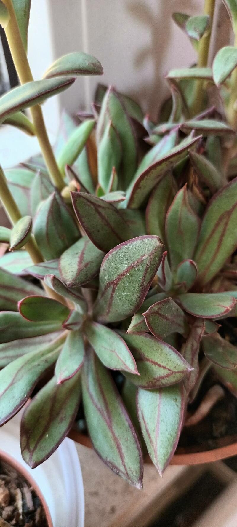 Echeveria nodulosa — search result for 'Echeveria'