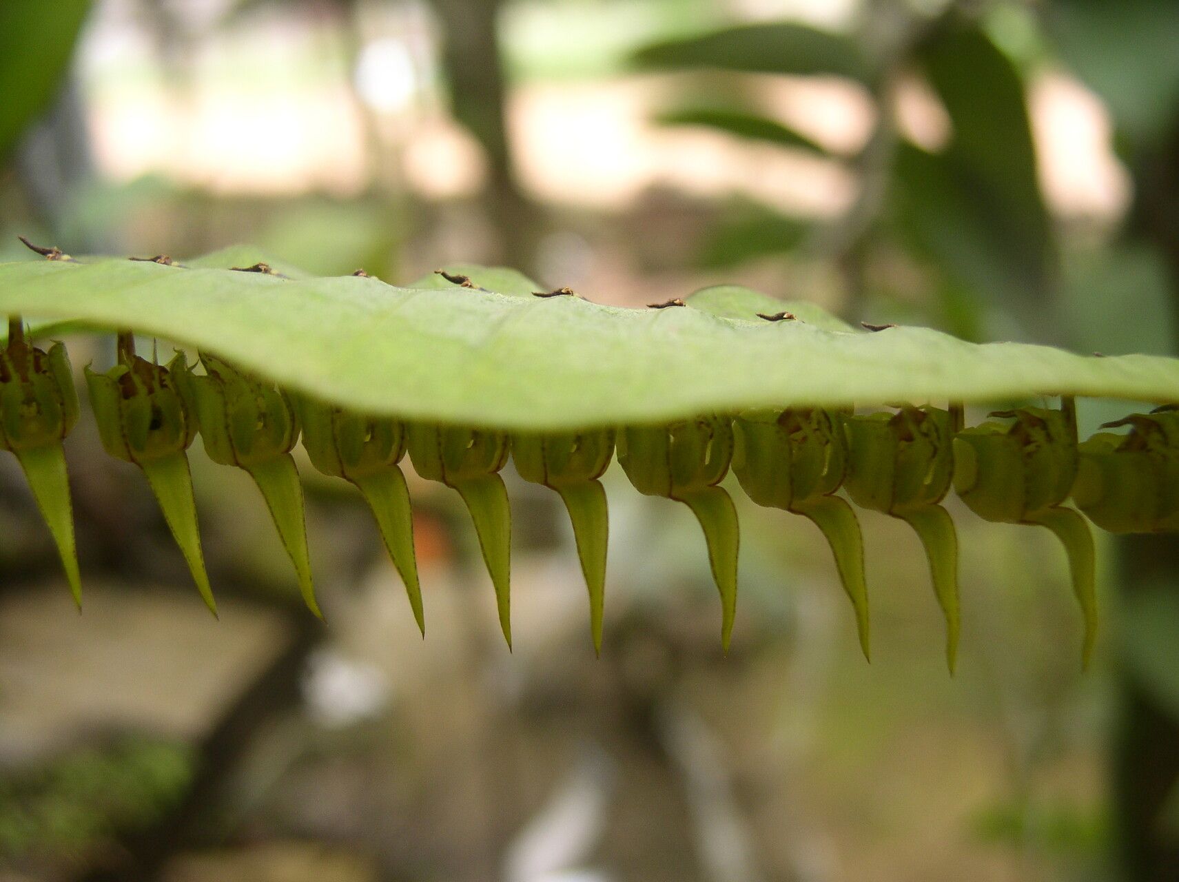 Bulbophyllum renkinianum fruit