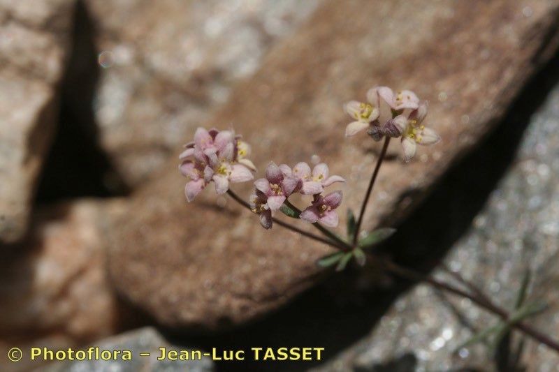 Galium rosellum — houseplant care guide