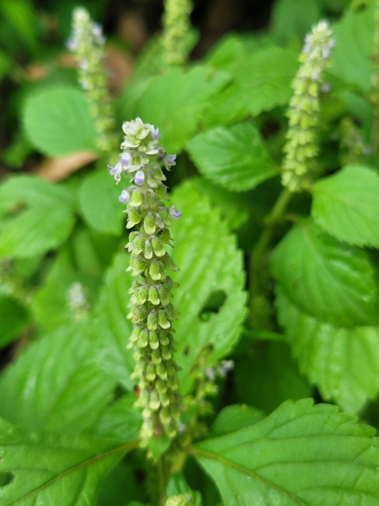 Platostoma africanum flower