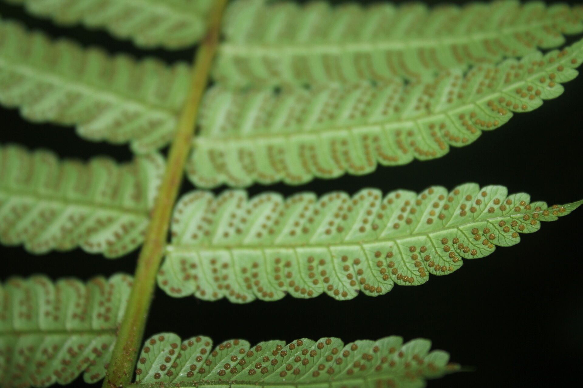 Cyathea pungens leaf