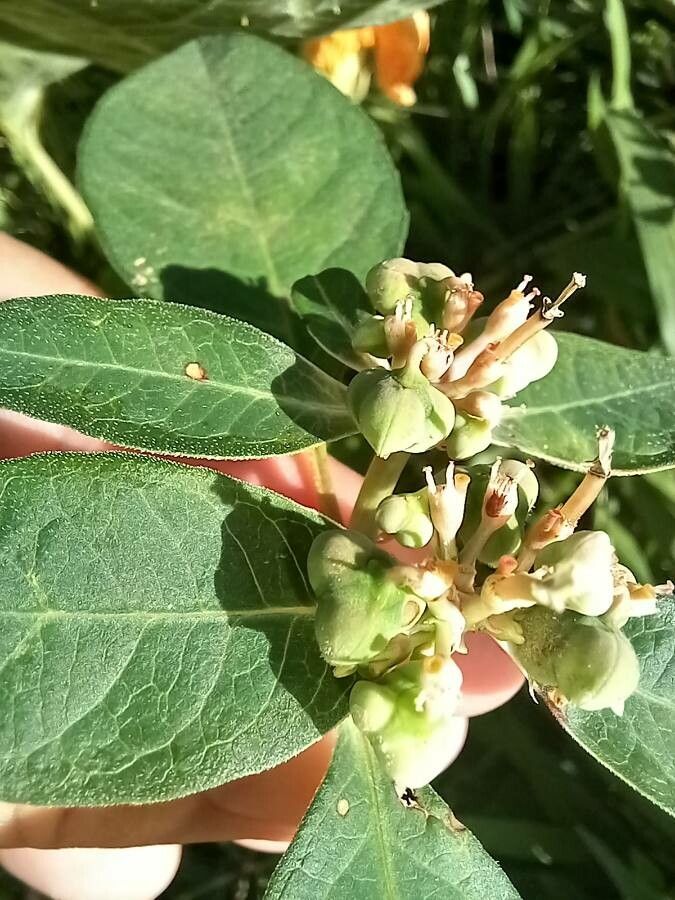 Euphorbia heterophylla fruit