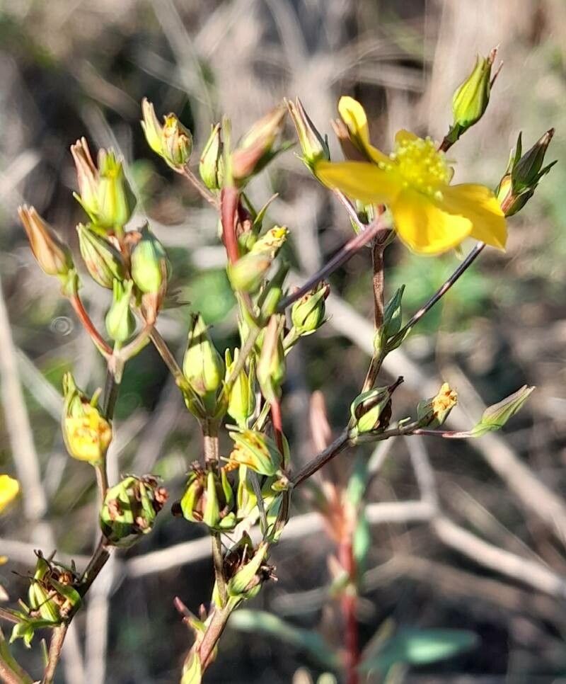 Hypericum brasiliense other