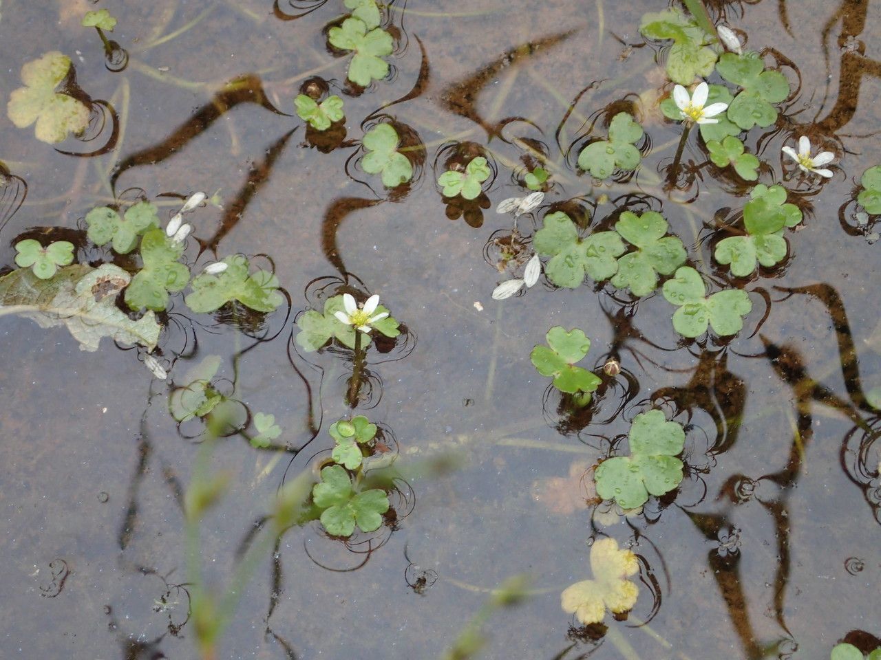 Ranunculus tripartitus habit