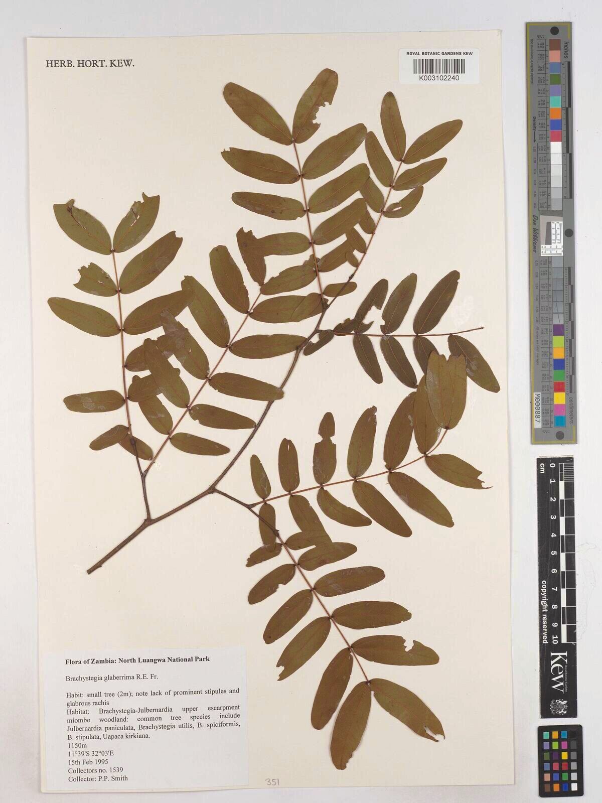 Brachystegia glaberrima — houseplant care guide