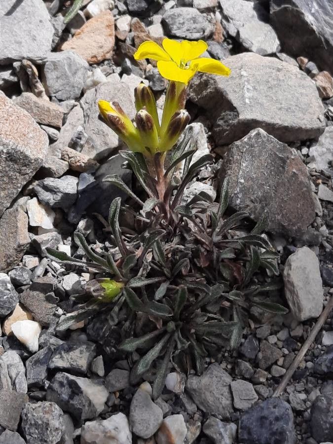 Erysimum jugicola habit