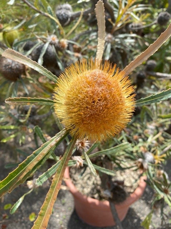 Banksia laevigata — search result for 'Banksia'