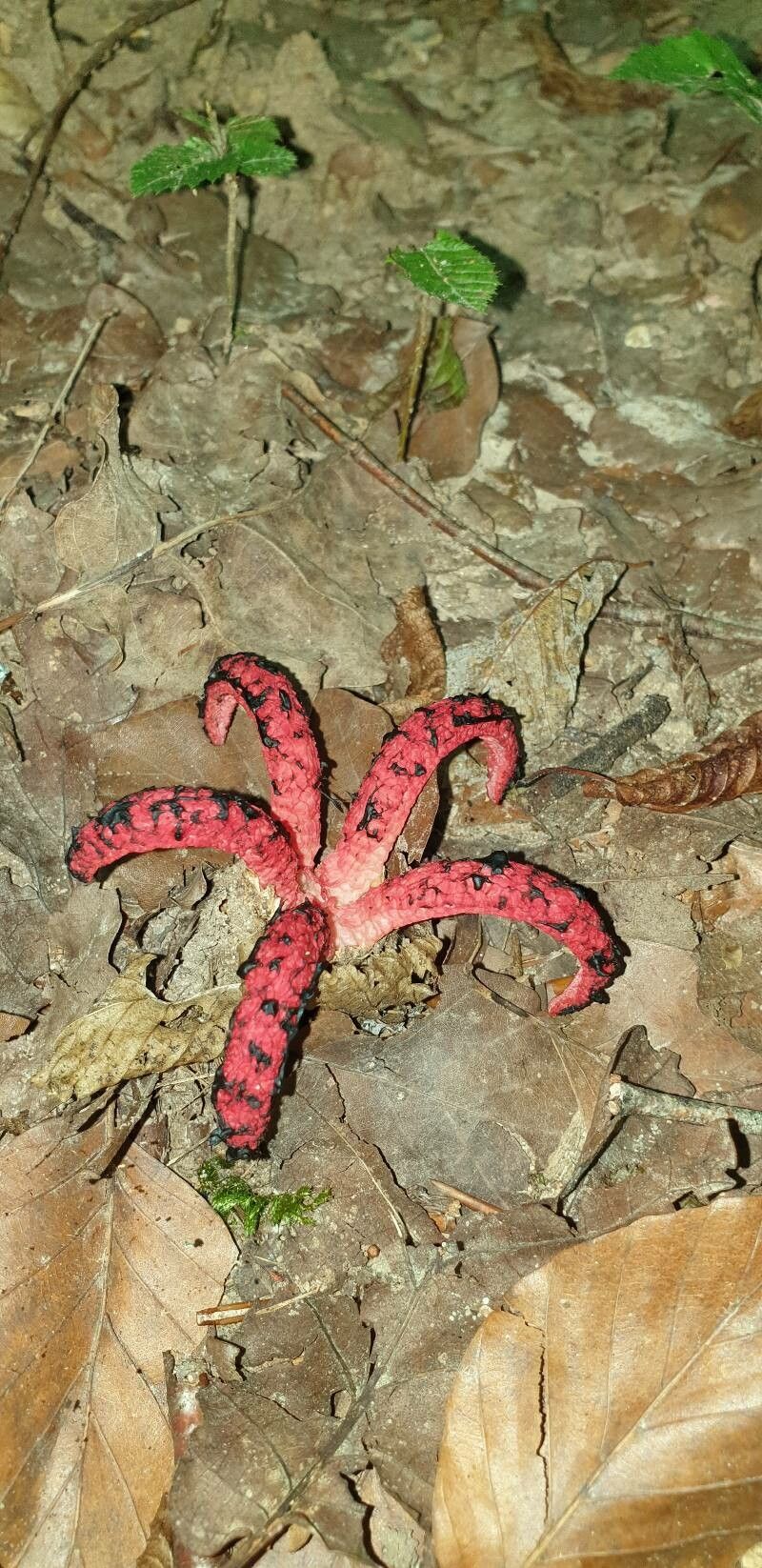 Hydnora abyssinica fruit