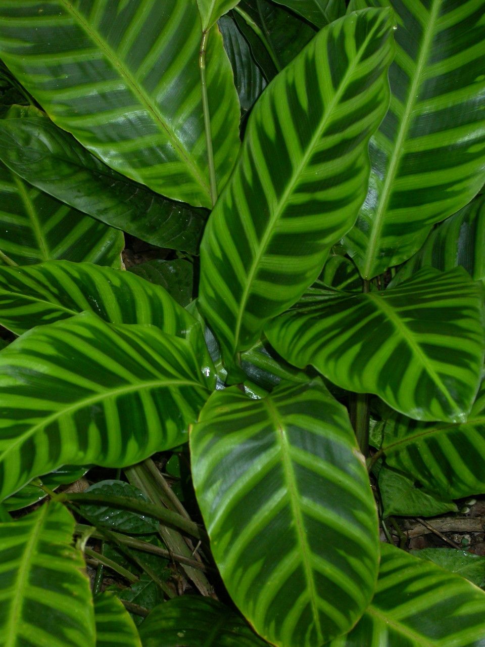 Calathea zebrina