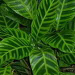 Calathea zebrina