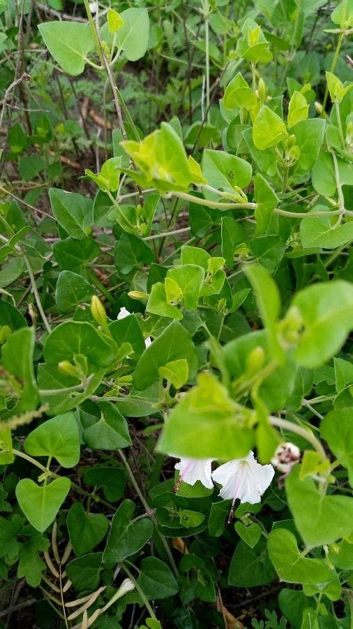 Acleisanthes longiflora — related species from the same genus