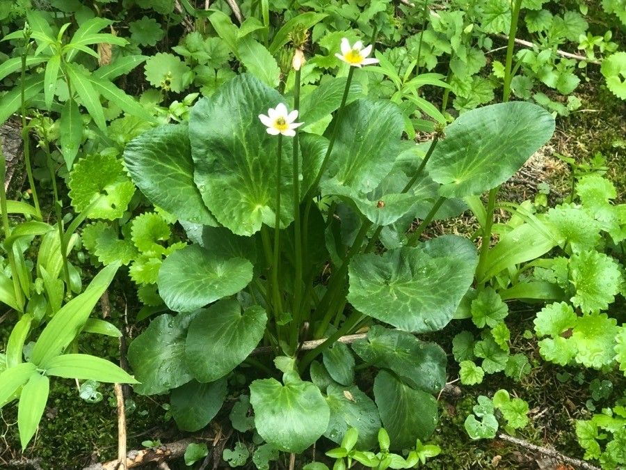 Caltha leptosepala habit