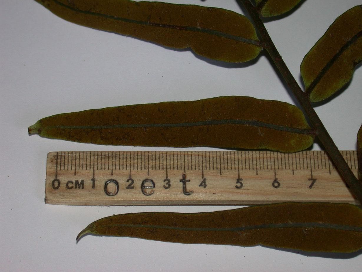 Lomariopsis japurensis other