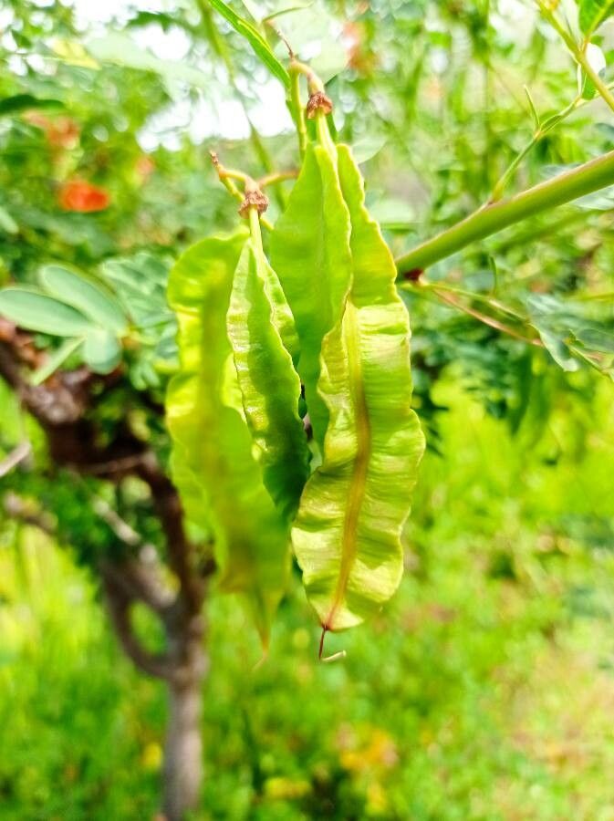 Sesbania punicea fruit