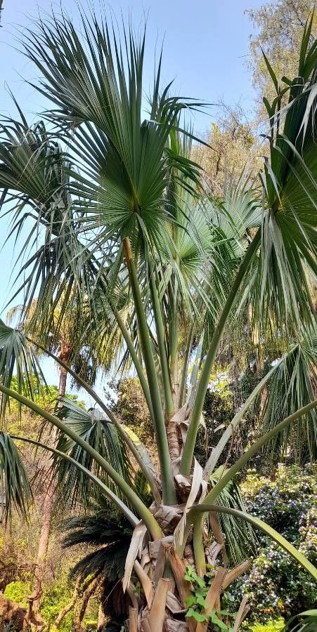 Sabal bermudana habit