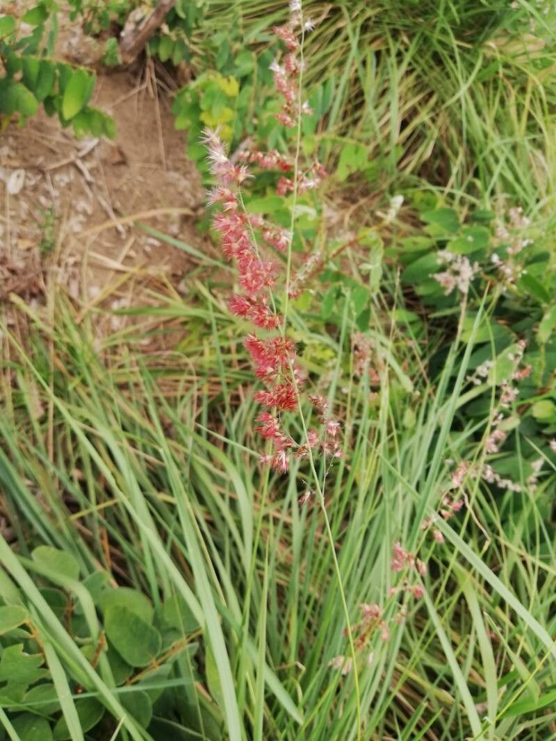 Melinis amethystea — related species from the same genus