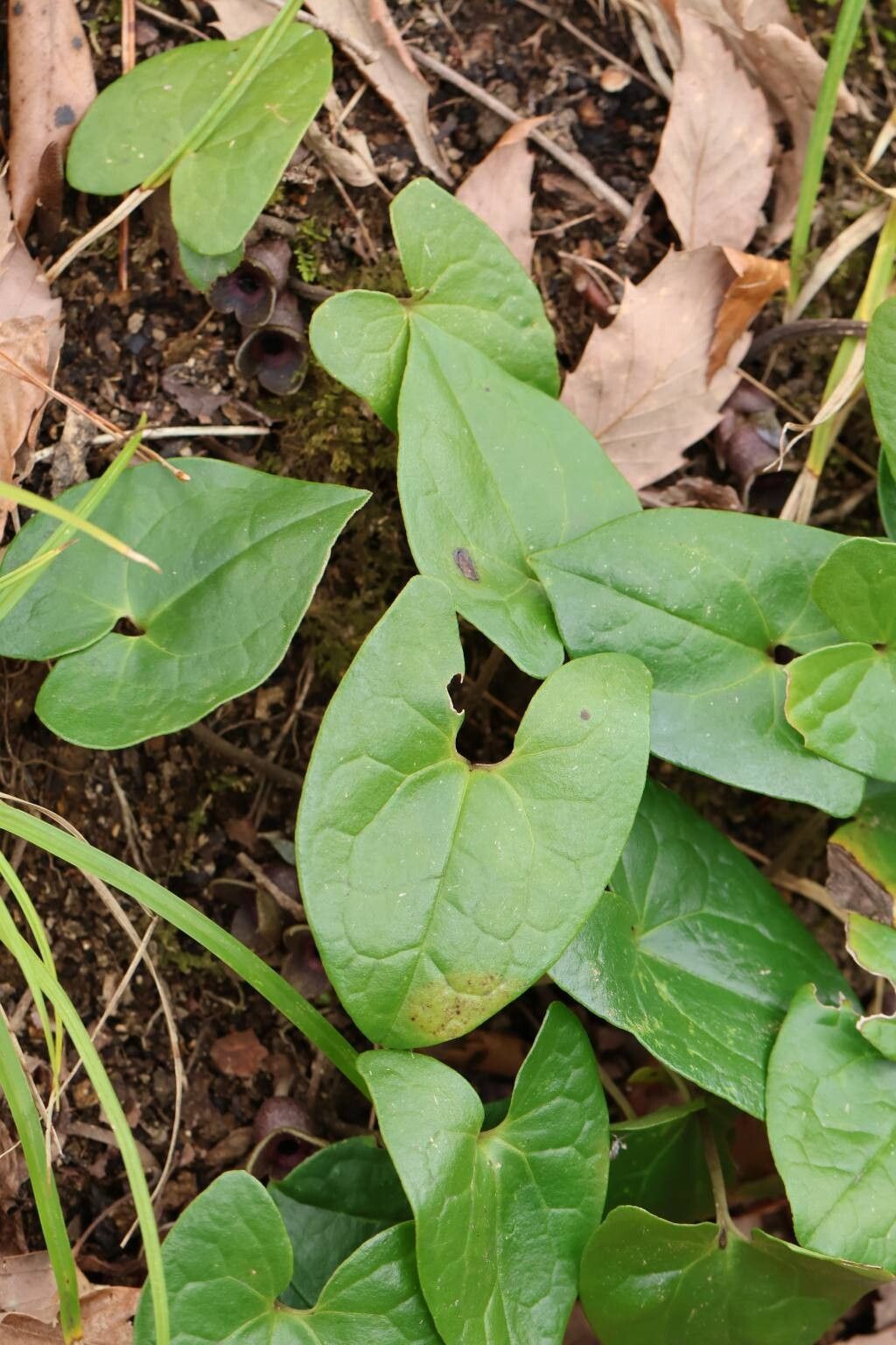 Asarum yoshikawae — search result for 'Asarum'