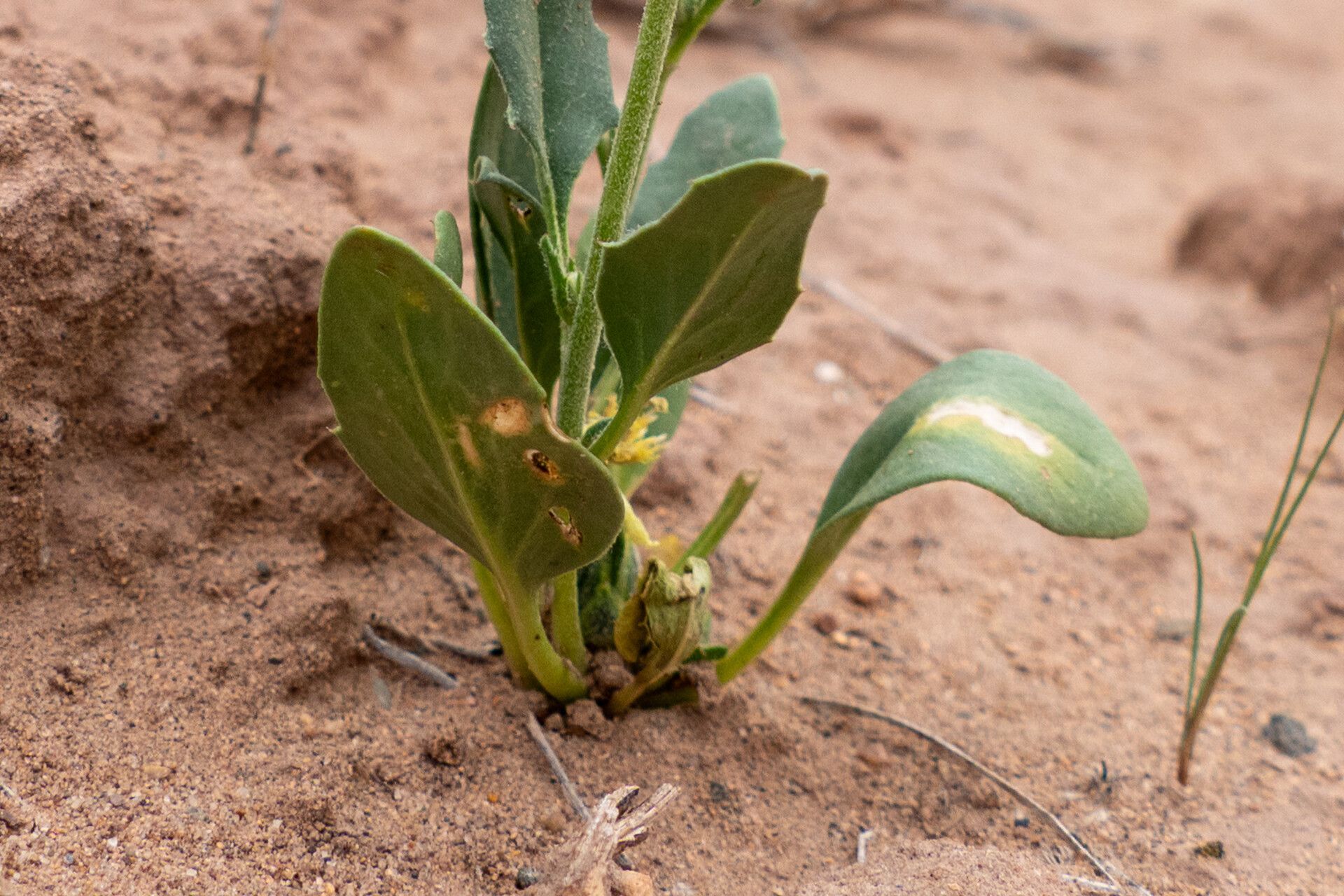 Amberboa amberboi — related species from the same genus