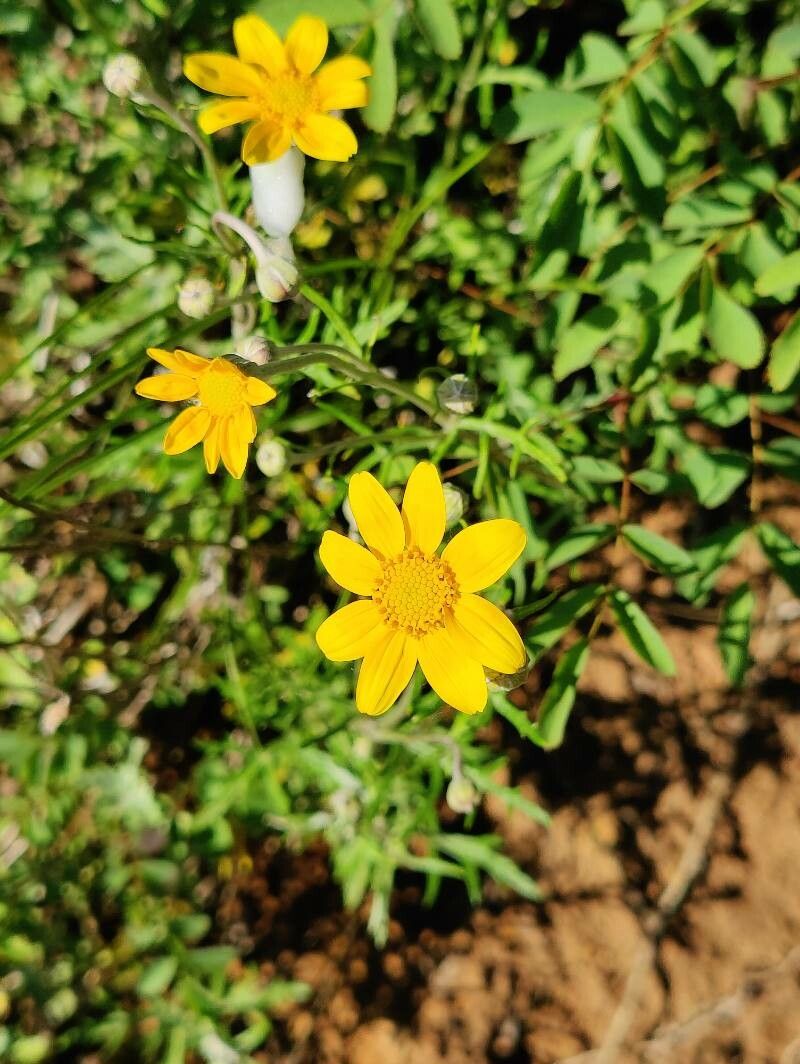 Pseudobahia peirsonii — search result for 'Erodium'