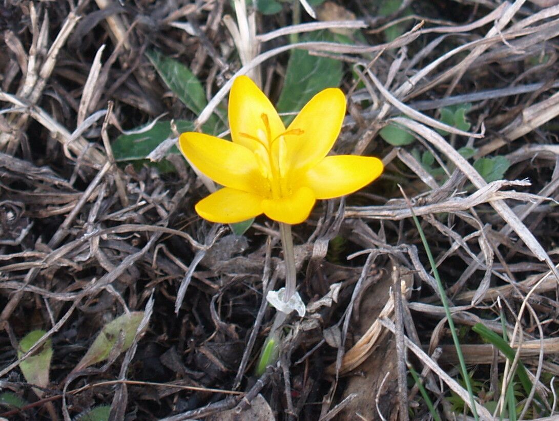 Crocus olivieri flower
