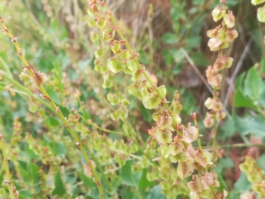 Rumex roseus fruit