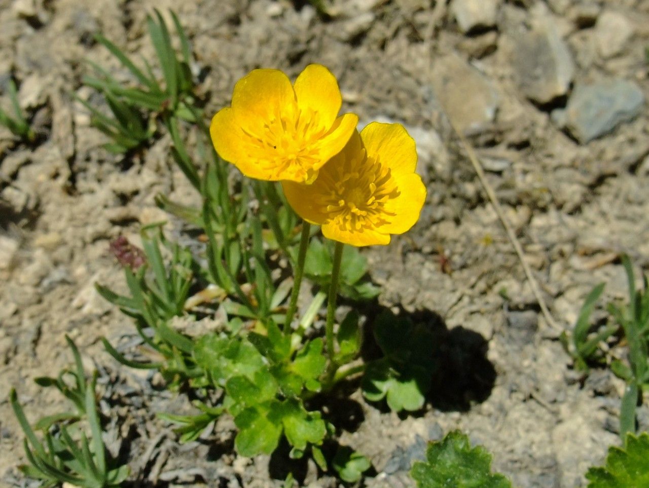 Ranunculus breyninus habit