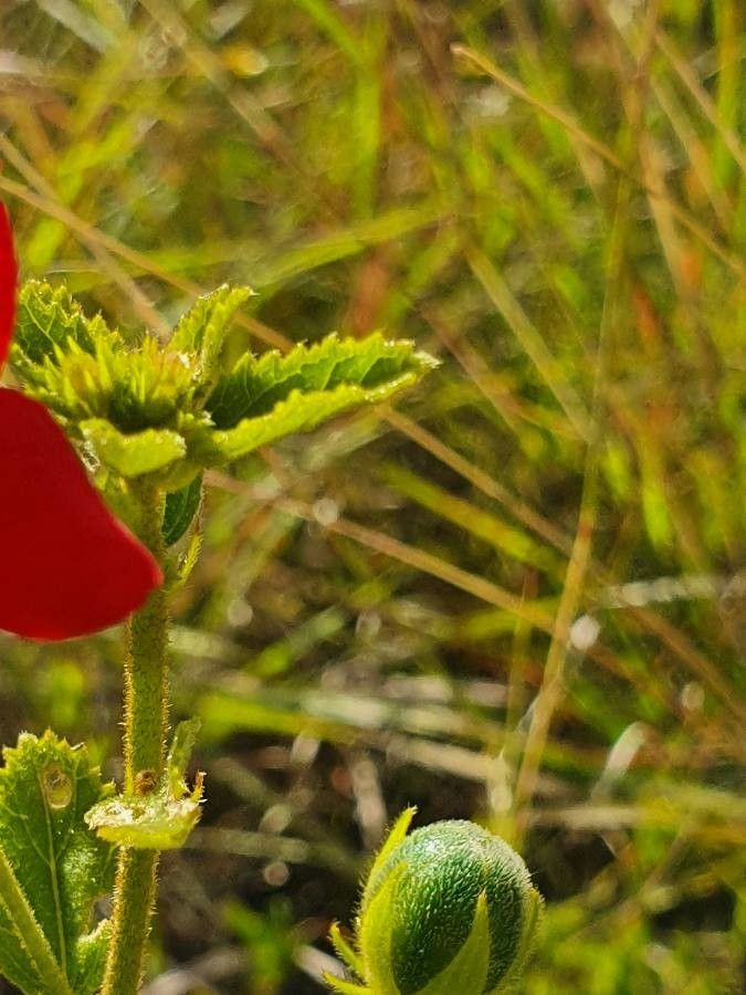 Hibiscus aponeurus leaf