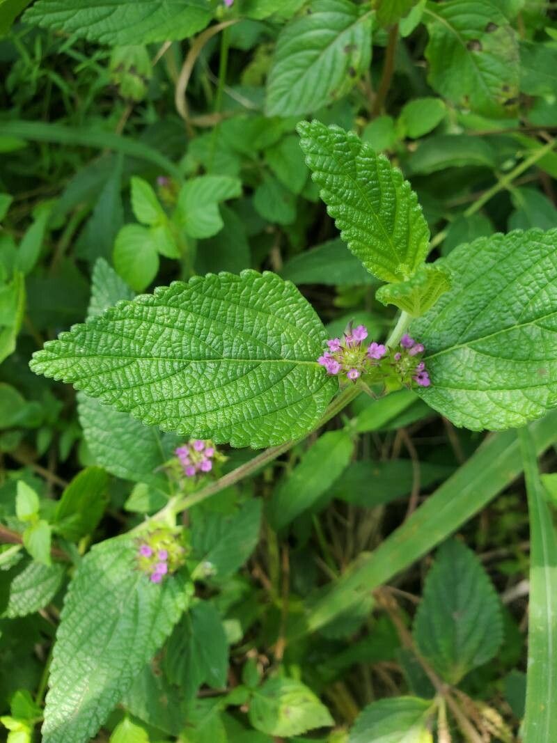 Lantana ukambensis flower