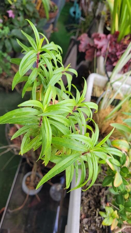 Penstemon roseus — search result for 'Penstemon'