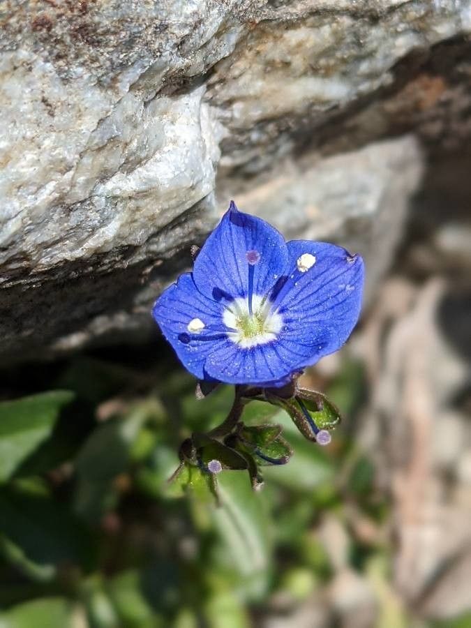 Veronica fruticans flower