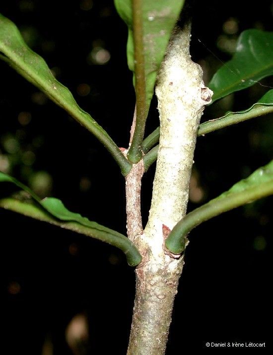 Pittosporum muricatum bark