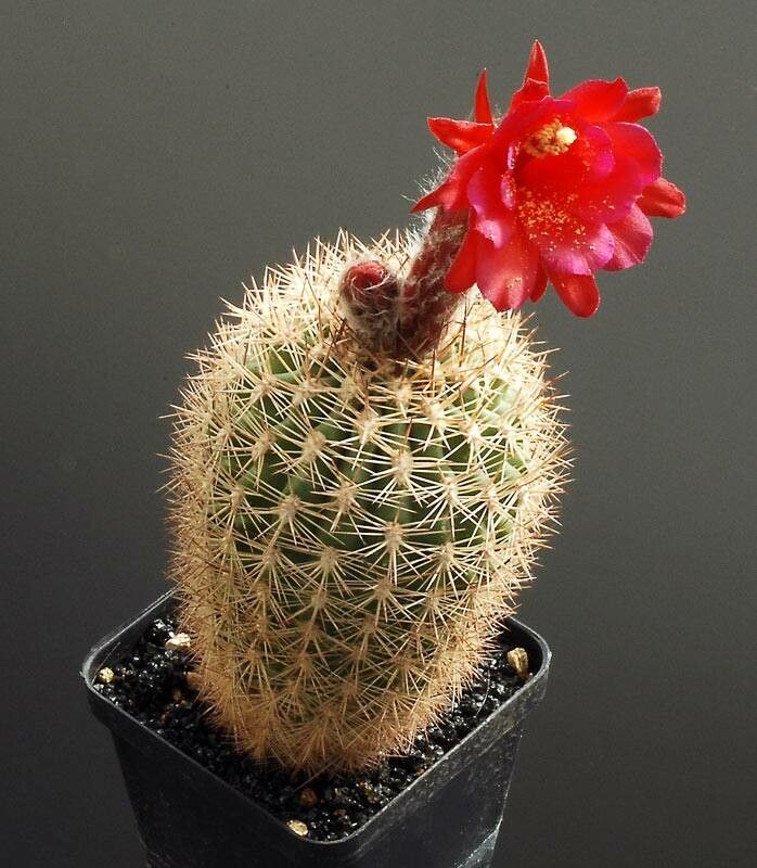 Oreocereus hempelianus flower