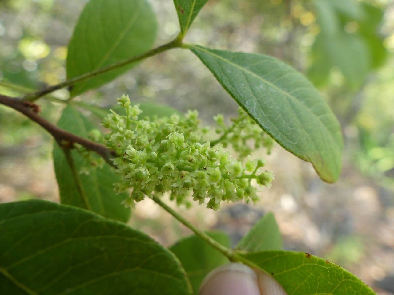 Rhus longipes flower