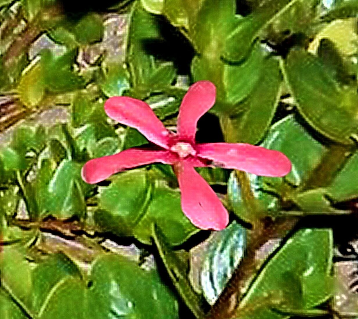 Catharanthus ovalis