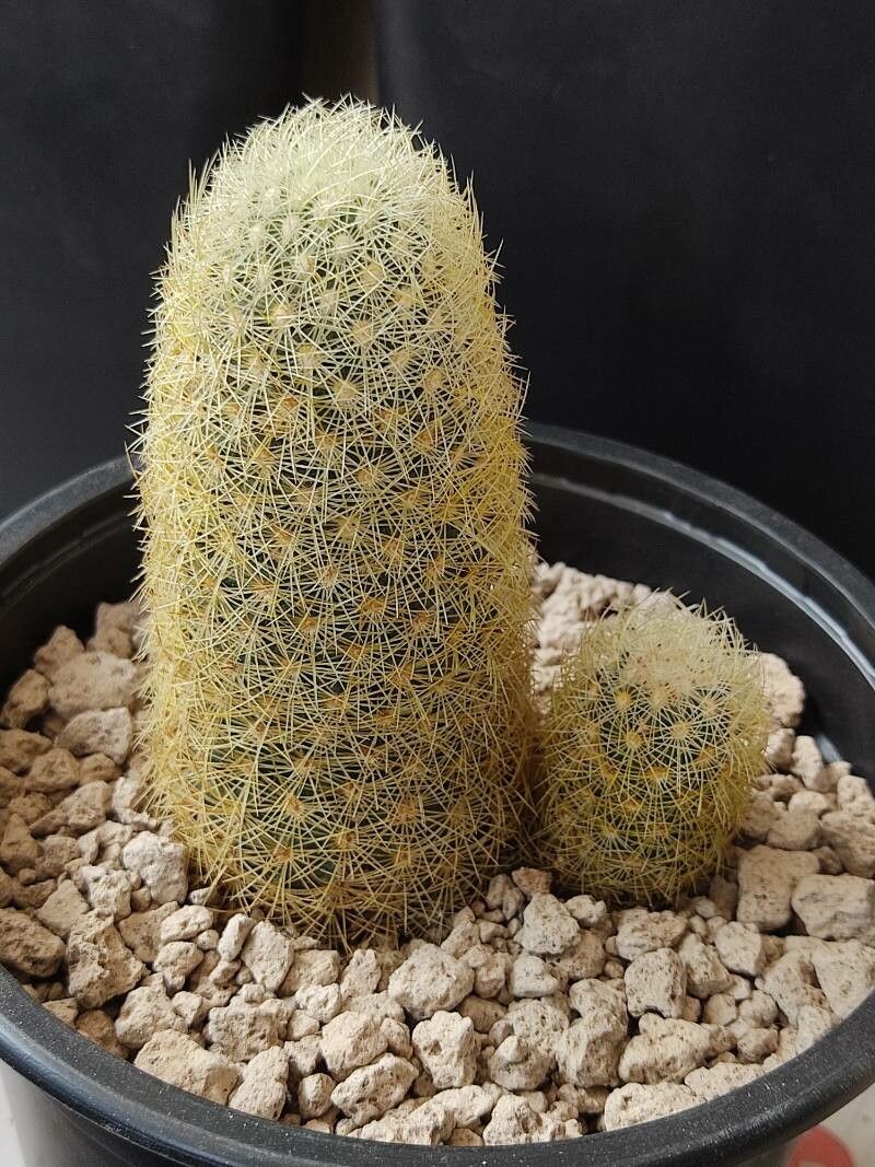 Mammillaria mieheana — houseplant care guide