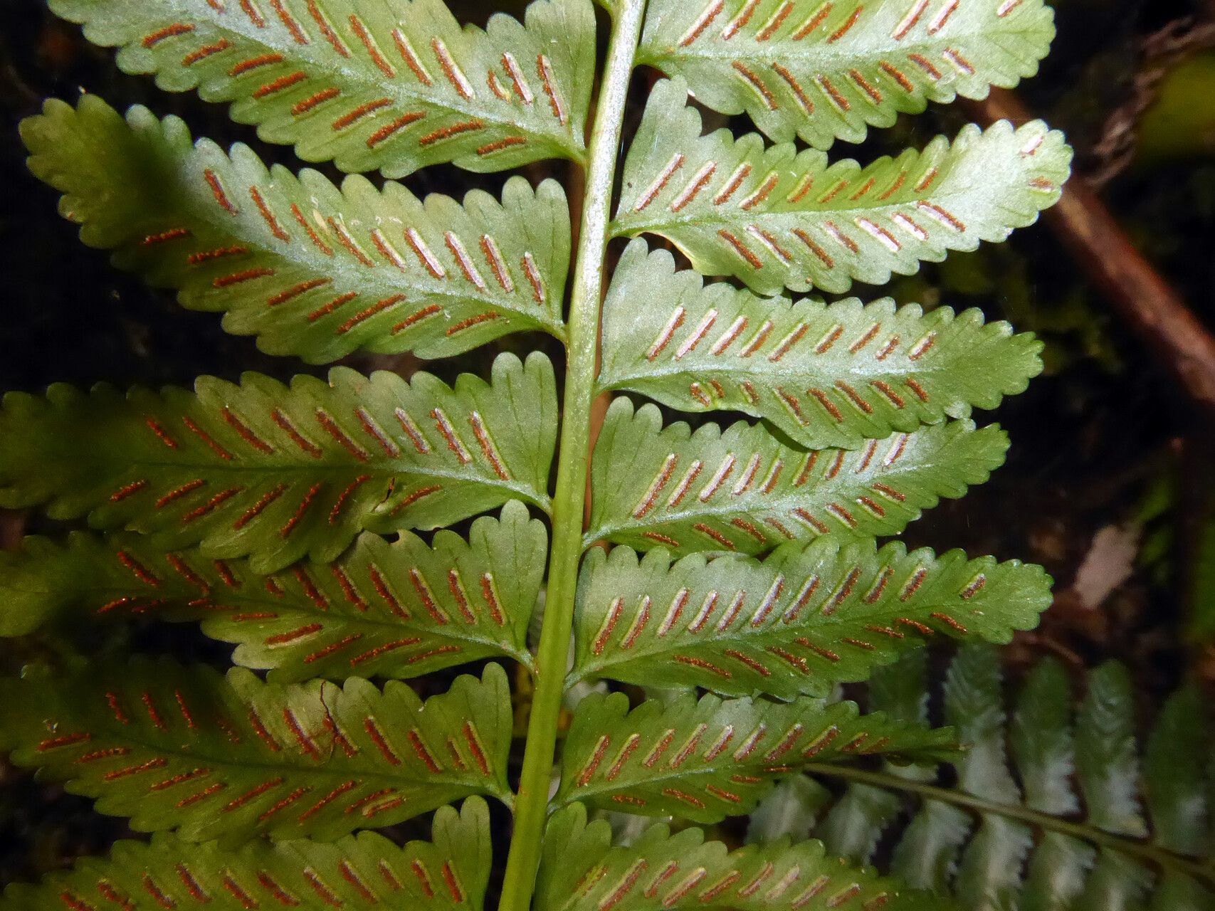 Asplenium tenerum leaf