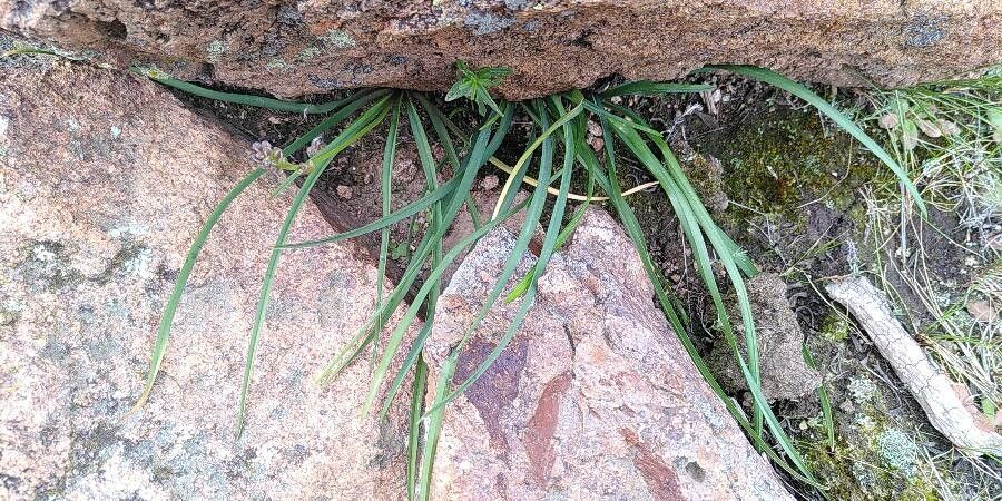 Simethis mattiazzii leaf