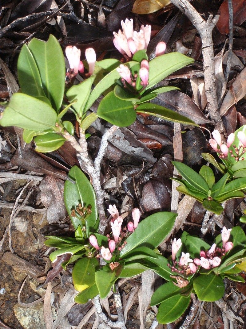 Psychotria pininsularis habit
