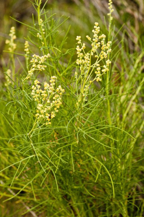 Oxytenia acerosa habit