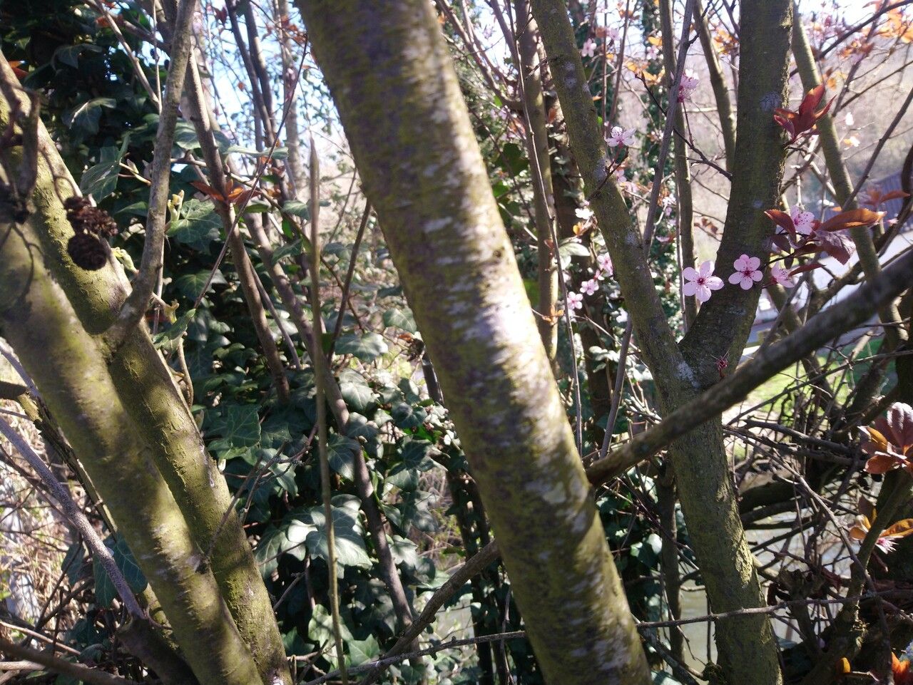 Prunus × cistena bark